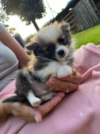POMCHI Welpen (Pomeranian Zwergspitz x Chihuahua) 12 Wochen