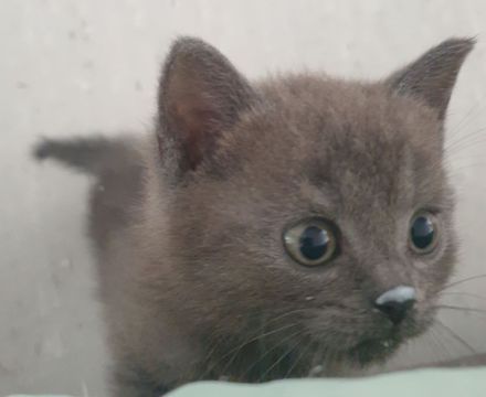 BKH-Mix-Kitten