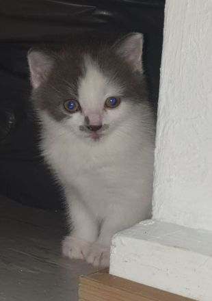 BKH-Mix-Kitten