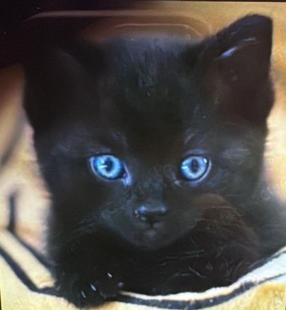 Babykatze mit blauen Augen weiblich zu verkaufen