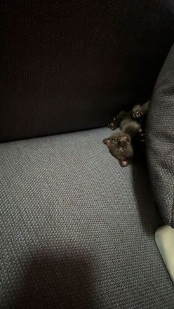 Babykatze mit blauen Augen weiblich zu verkaufen