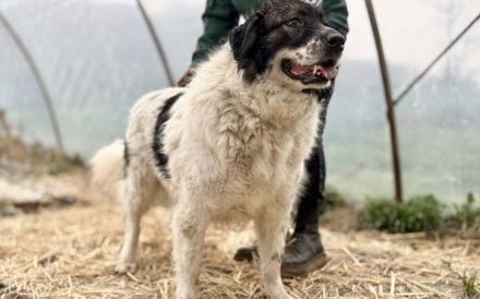 sanfte Tatami sehnt sich nach einem tollen Zuhause