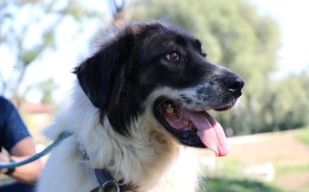 sanfte Tatami sehnt sich nach einem tollen Zuhause
