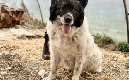 sanfte Tatami sehnt sich nach einem tollen Zuhause