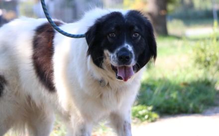 sanfte Tatami sehnt sich nach einem tollen Zuhause