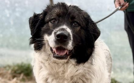 sanfte Tatami sehnt sich nach einem tollen Zuhause