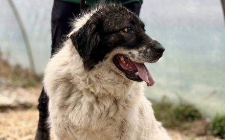 sanfte Tatami sehnt sich nach einem tollen Zuhause