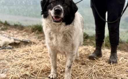 sanfte Tatami sehnt sich nach einem tollen Zuhause