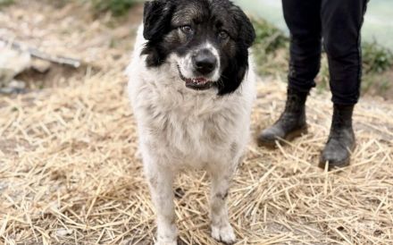 sanfte Tatami sehnt sich nach einem tollen Zuhause