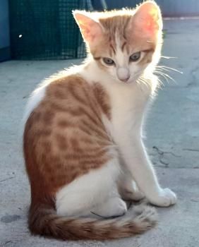 Luna, Bizcochito, Kenia und Rubius