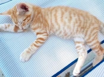 Luna, Bizcochito, Kenia und Rubius