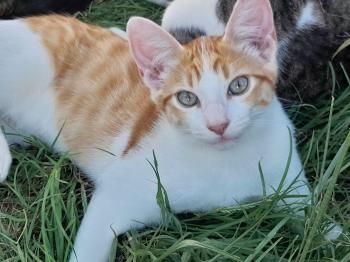 Luna, Bizcochito, Kenia und Rubius