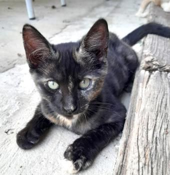 Luna, Bizcochito, Kenia und Rubius