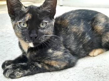 Luna, Bizcochito, Kenia und Rubius