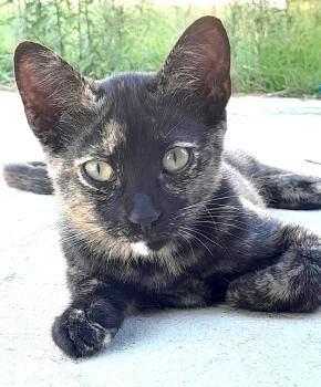 Luna, Bizcochito, Kenia und Rubius