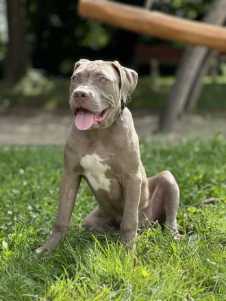 American XL Bully