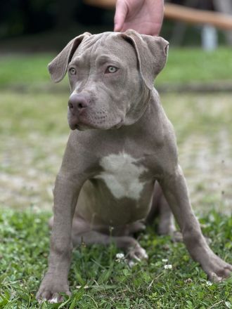American XL Bully