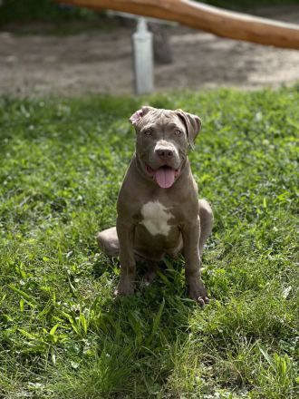 American XL Bully