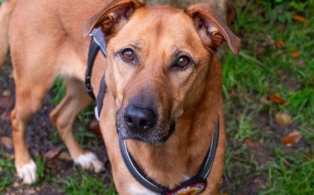 Finja sucht ein aktives Zuhause