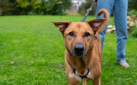 Finja sucht ein aktives Zuhause