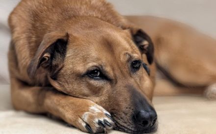 Finja sucht ein aktives Zuhause