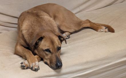 Finja sucht ein aktives Zuhause