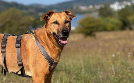 Finja sucht ein aktives Zuhause