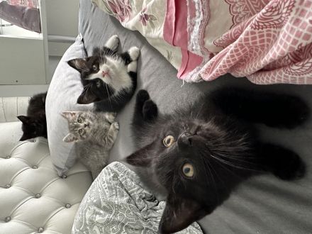 Britisch Kurzhaar Babys