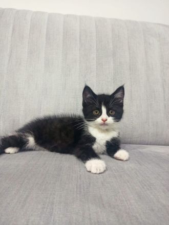 Britisch Kurzhaar Babys