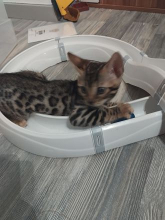 Reinrassige bengalkitten