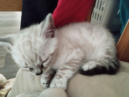 Reinrassige bengalkitten