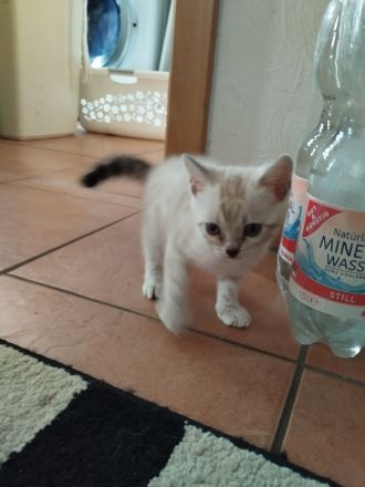 Reinrassige bengalkitten