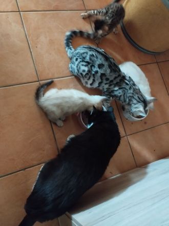 Reinrassige bengalkitten