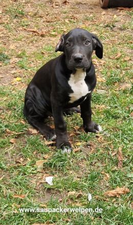 Cane Corso Italiano Saupacker