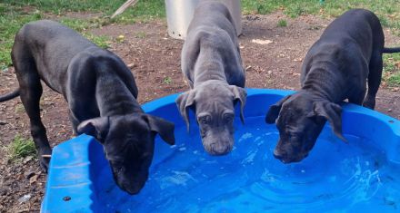 Cane Corso Italiano Saupacker