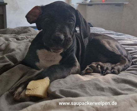 Cane Corso Italiano Saupacker