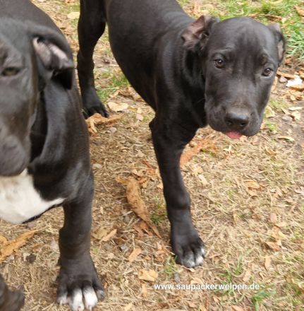Cane Corso Italiano Saupacker