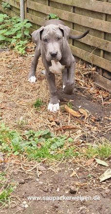 Cane Corso Italiano Saupacker