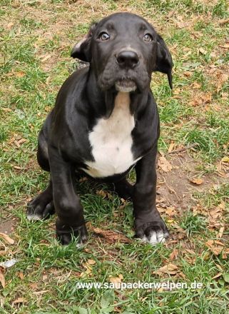 Cane Corso Italiano Saupacker