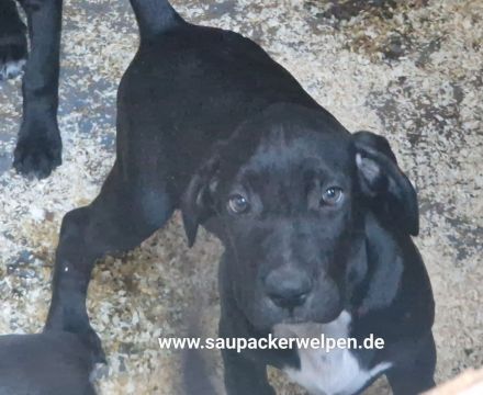 Cane Corso Italiano Saupacker