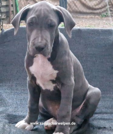 Cane Corso Italiano Saupacker