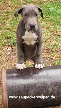 Cane Corso Italiano Saupacker