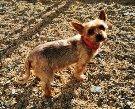 Trixie, Yorkshire Terrier, geb. 2012, goldige, kleine Seniorin