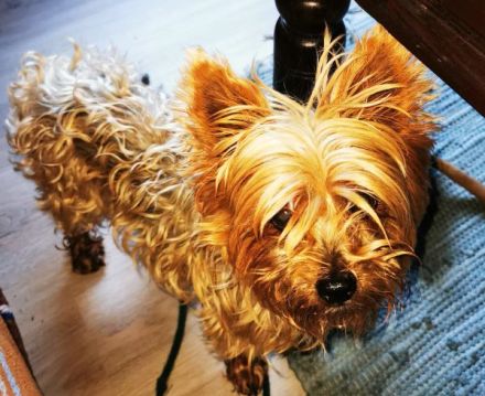Trixie, Yorkshire Terrier, geb. 2012, goldige, kleine Seniorin