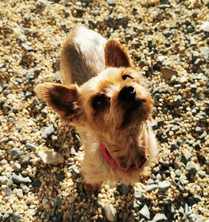 Trixie, Yorkshire Terrier, geb. 2012, goldige, kleine Seniorin