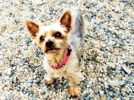 Trixie, Yorkshire Terrier, geb. 2012, goldige, kleine Seniorin