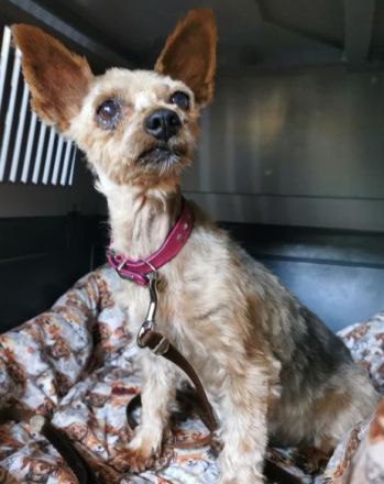 Trixie, Yorkshire Terrier, geb. 2012, goldige, kleine Seniorin
