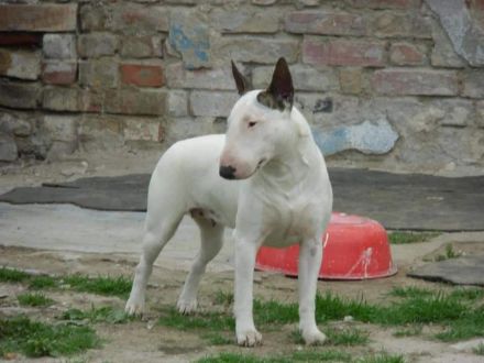 Suche MBT-Deckrüden!