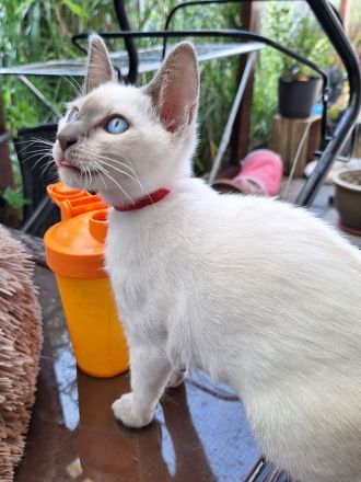 Siam, Thaikatzen, Thaikitten mit Stammbaum