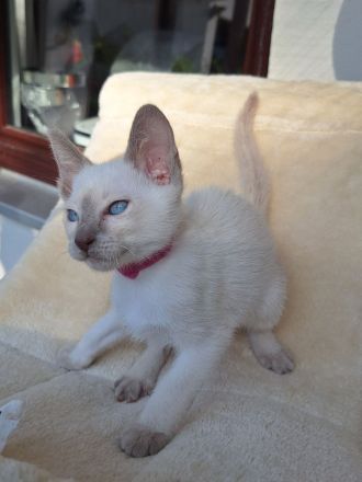 Siam, Thaikatzen, Thaikitten mit Stammbaum